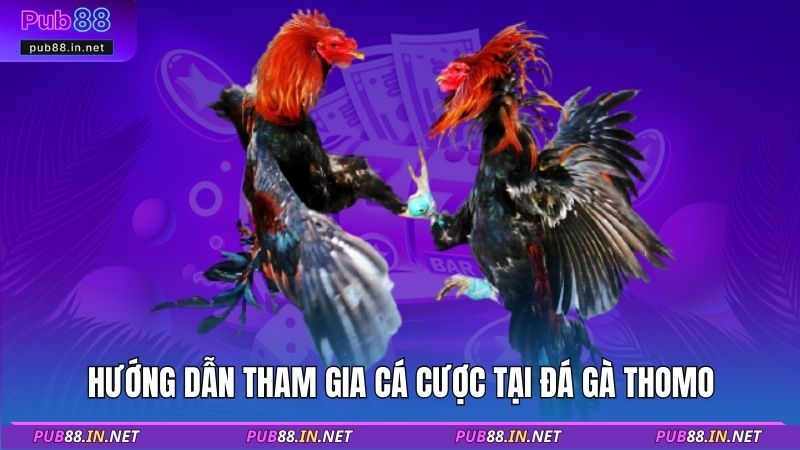 Hướng dẫn tham gia cá cược tại đá gà Thomo