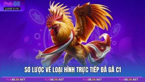 Sơ lược về loại hình trực tiếp đá gà C1